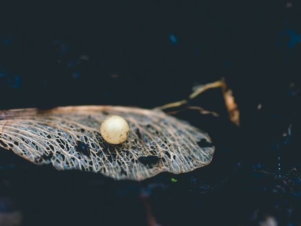 Ontdek verborgen Boomse parels in de bib